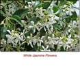 thumbnail image 2 of Jasmine Absolute Essential Oil 5 ml (1/6 fl oz) - 100% Pure and Natural by Silky Scents, 2 of 6