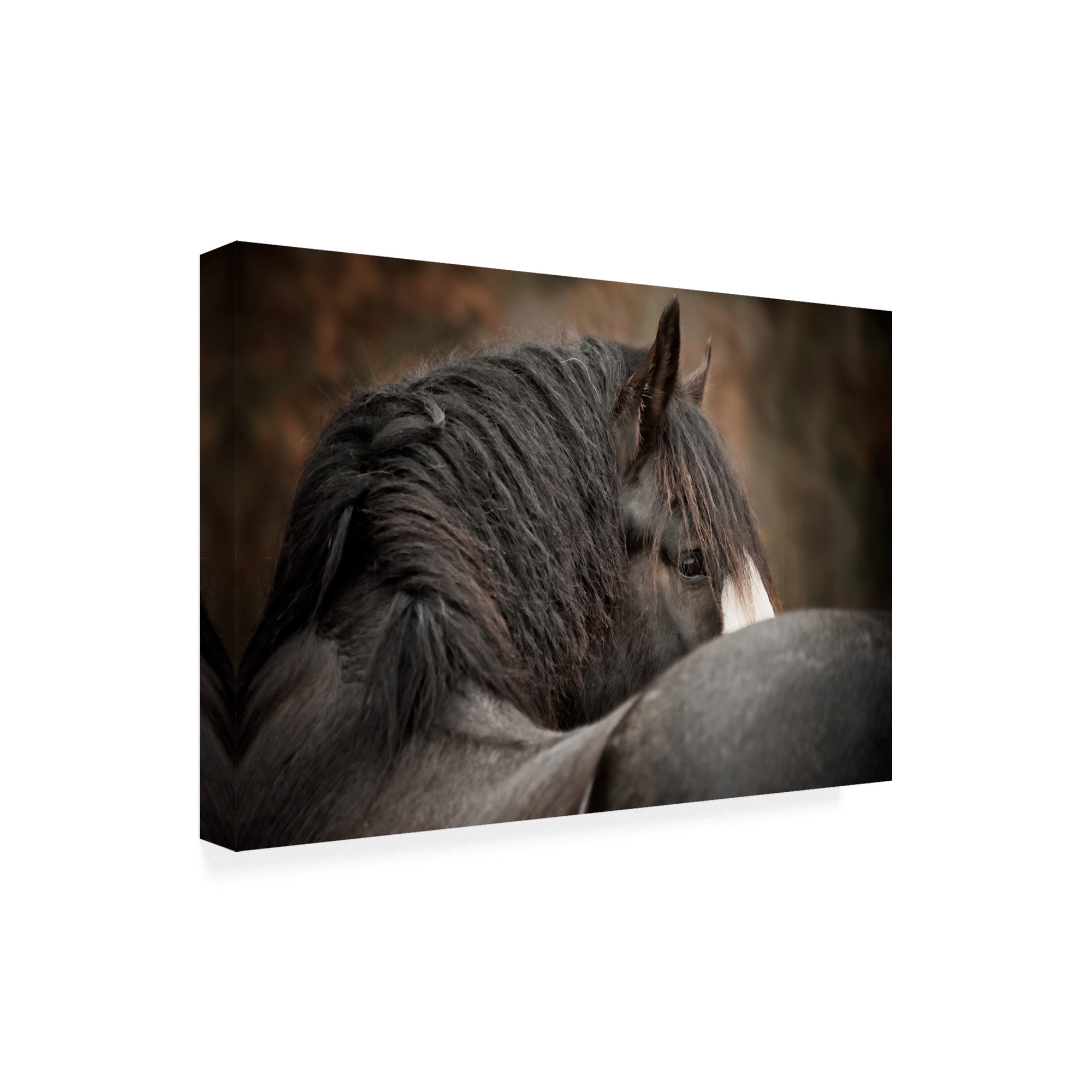 Trademark Fine Art 'Horse Looking Back' Canvas Art by PHBurchett