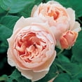thumbnail image 2 of Heirloom Roses - The Shepherdess™ David Austin Rose - David Austin Rose Plant, 2 of 2