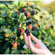 50 *Seeds BLACK RASPBERRY Rubus Leucodermis Fruit Bush Vine Seeds
