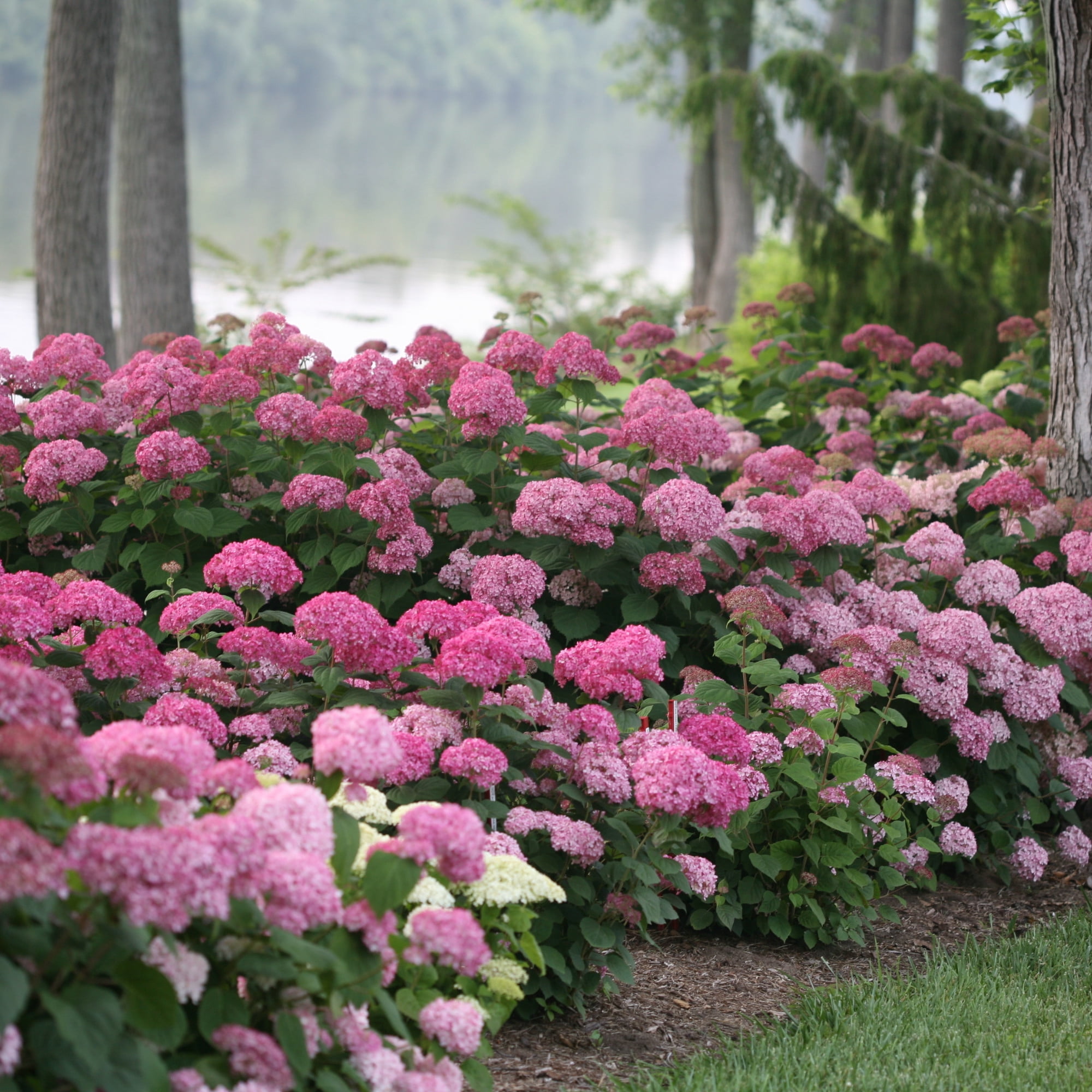 Proven Winners ColorChoice 6" Pink Invincibelle Spirit II Smooth Hydrangea Live Plant in 7.5" Pot