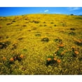 thumbnail image 2 of Talbot Frank, Christopher 17x15 White Modern Wood Framed Museum Art Print Titled - CA, Cleveland NF Flowers after the Cedar Fire, 2 of 4
