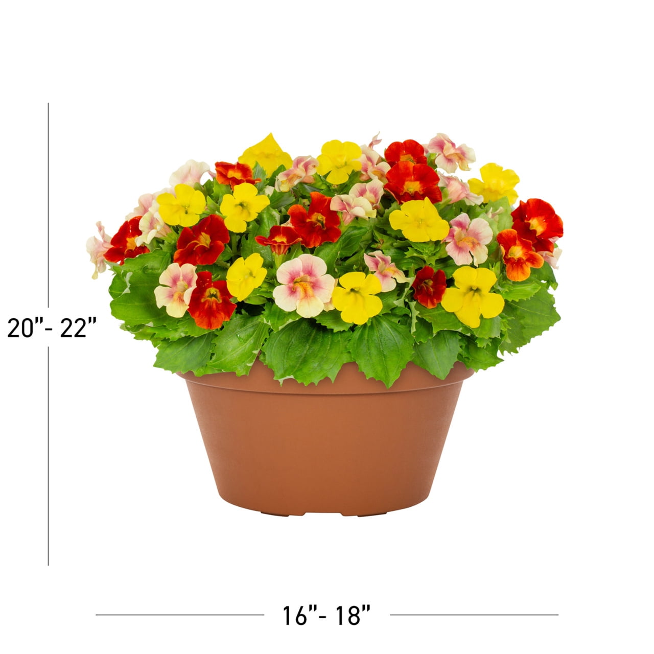 Expert Gardener 1.25gal Mimulus Maximus Live Annual Plant Decorative Pot Partial Sun