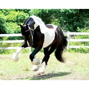 Breyer Horses Traditional Series Battleflield Angel-Ezra HP | Grand Champion in Dressage | Horse Toy Model | 13.5 x 10 | 1:9 Scale | Model #1865