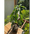 thumbnail image 2 of Cac MANGO TREE GRAFTED (2-4 Feet Tall). Ship to all states, 2 of 6