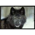 thumbnail image 3 of Black Grey Wolf with Snowy Face, Framed Art Print Wall Art Sold by Art.Com, 3 of 6