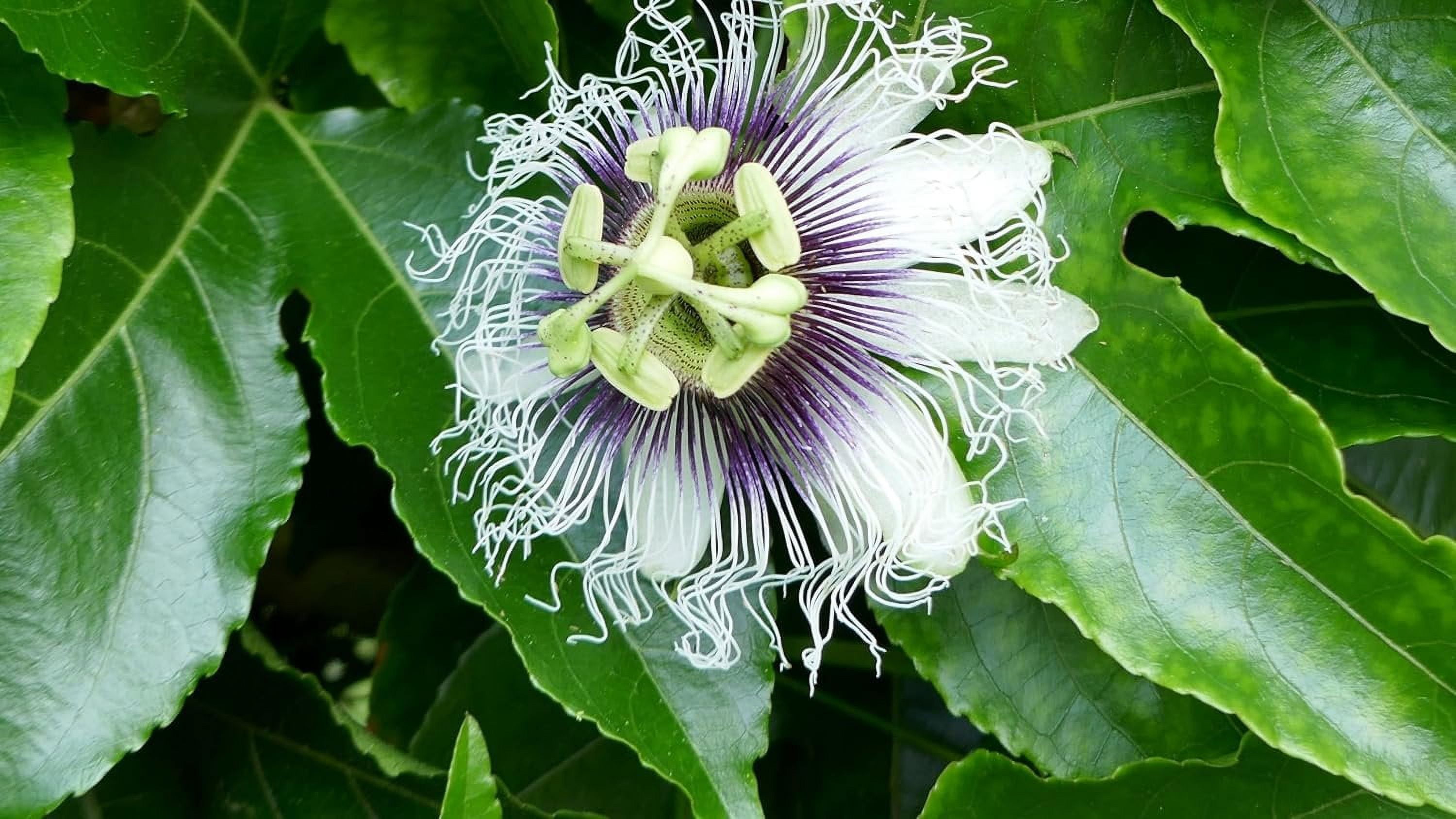 Giant Granadilla Passion Fruit Plant - 2 Live Starter Plants - Edible Fruit Bearing Vine for The Patio and Garden