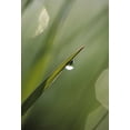 thumbnail image 2 of Rotenberg, Nancy 18x24 Gold Ornate Wood Framed with Double Matting Museum Art Print Titled - Blade of Grass with Dewdrop, 2 of 4