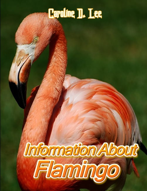 Information About Flamingo : Animal fact for girl age 1-10 Animal fact for  boy age 1-10 flamingos fun facts (Paperback) 