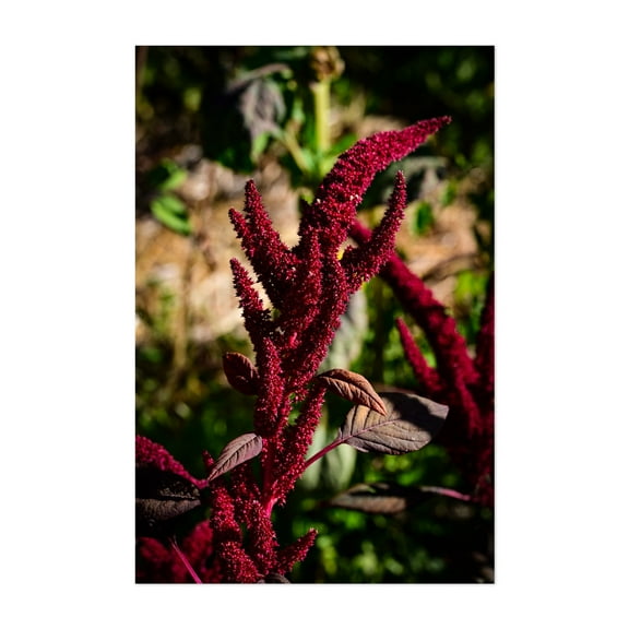 Red Amaranth tall - Carmel Valley California Photography Botanical Floral Nature Garden Flowers Scenic Autumn Unframed Wall Art Print 4 x 6 inches
