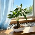 thumbnail image 6 of EDHITNR Artificial Money Tree Bonsai Mini Plastic Green with White Pot Faux Potted for Desk Shelf Decor, Realistic Leaf Texture Small Potted Bonsai Indoor Ornament, 6 of 6