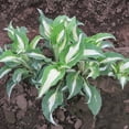 thumbnail image 2 of Easy to Grow Hosta Night Before Christmas 3 Plant Divisions, Shade Zones 3-9, 2 of 2