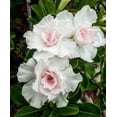 thumbnail image 5 of 4 Double White Desert Rose Seeds Adenium Flower Bloom Perennial Seed 6 US SELLER, 5 of 12