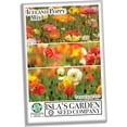 thumbnail image 5 of Iceland Poppy Seeds Flower Mix, 3000 Heirloom Flower Seeds Per Packet, Non GMO Seeds, Botanical Name Papaver nudicaule, Isla's Garden Seeds, 5 of 6