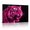 C, variant on XaaKee Wall Art Canvas Art Prints Hot Pink Isolated Feline Modern Abstract Canvas Prints Wall Art Inner Framed 18*12Inch