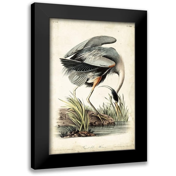 Audubon, John James 11x14 Black Modern Framed Museum Art Print Titled - Great Blue Heron