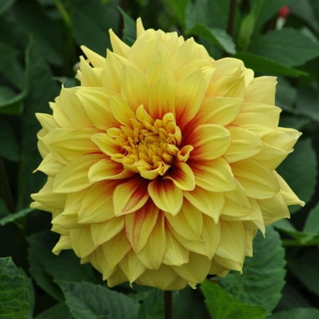 40 Seeds Dazzling Sun Dahlia Seeds Pollinator Friendly Heirloom Flower Seeds Mix to Plant