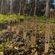 thumbnail image 5 of 1 Pcs Wooden Card, New Wooden Crafts Floor Markings Signage Plant Labels Potted Flower Pots Wooden Inserts, 5 of 7