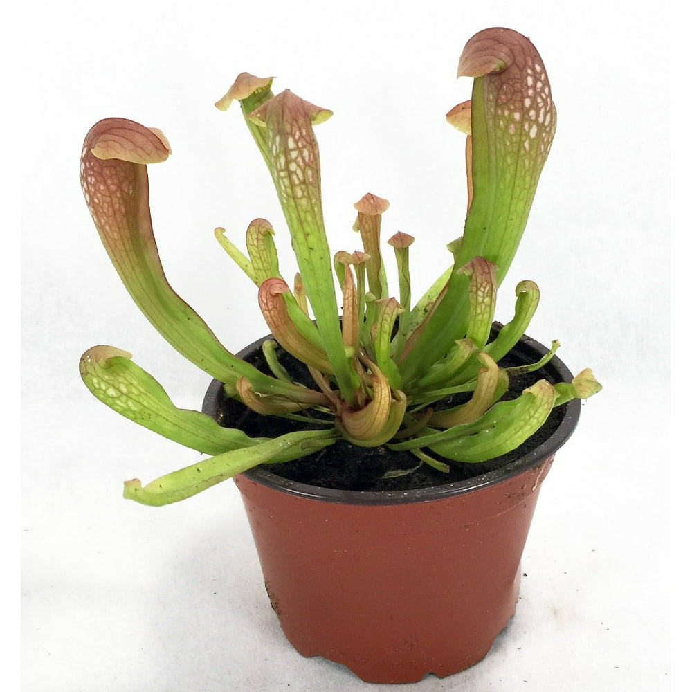 Mature Judith Hindle Pitcher Plant Sarracenia