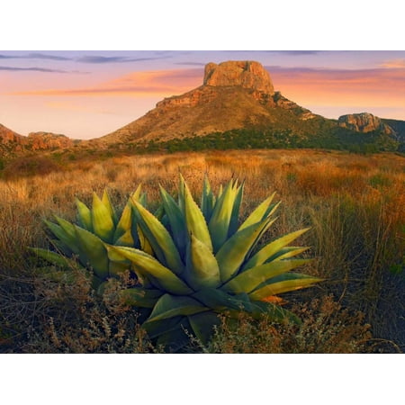 Casa Grande butte with Agave in foreground Big Bend National Park Texas Poster Print by Tim