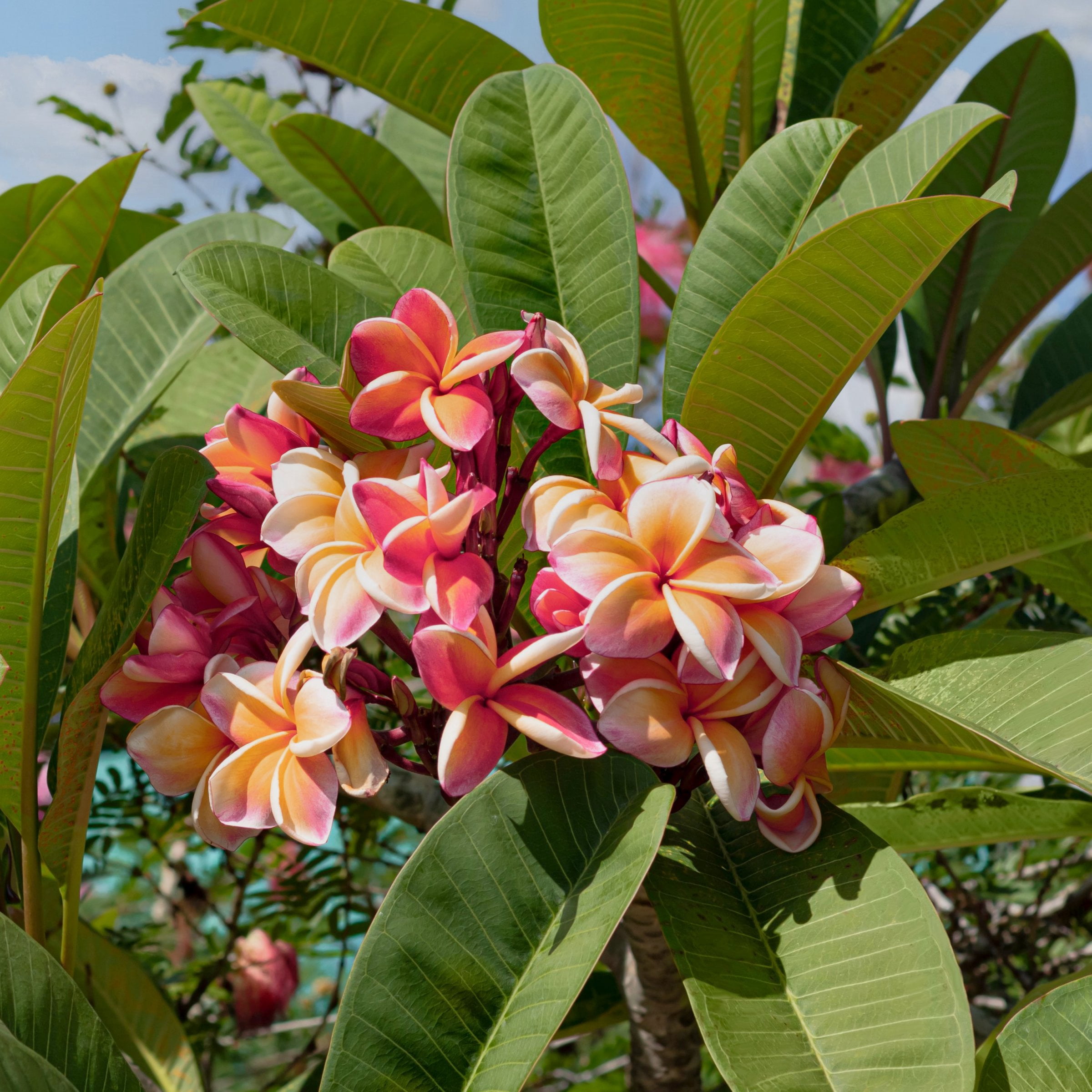 1 gal. Plumeria Mabela Plant with Multicolor Flowers