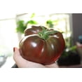 thumbnail image 3 of Tomato SEEDS - Purple Beefsteak Heirloom Tomato- 20 Seeds- -Beautiful Color- Flavorful Slicing and good for Salads, 3 of 5