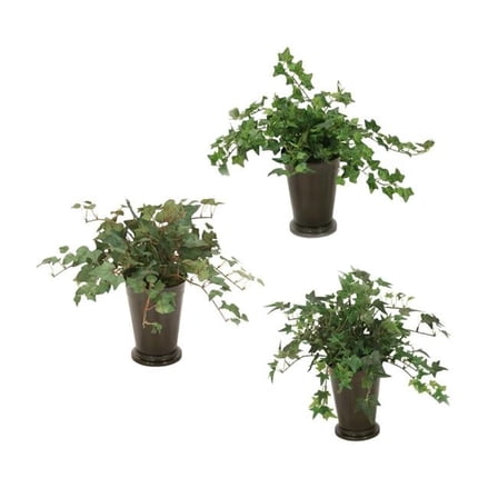 Unisex Mt Ivy in Mint Julep Vase - Green - Set of 3