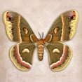 thumbnail image 3 of Reynolds, Richard 12x12 Black Modern Framed Museum Art Print Titled - Cecropia Moth, 3 of 5