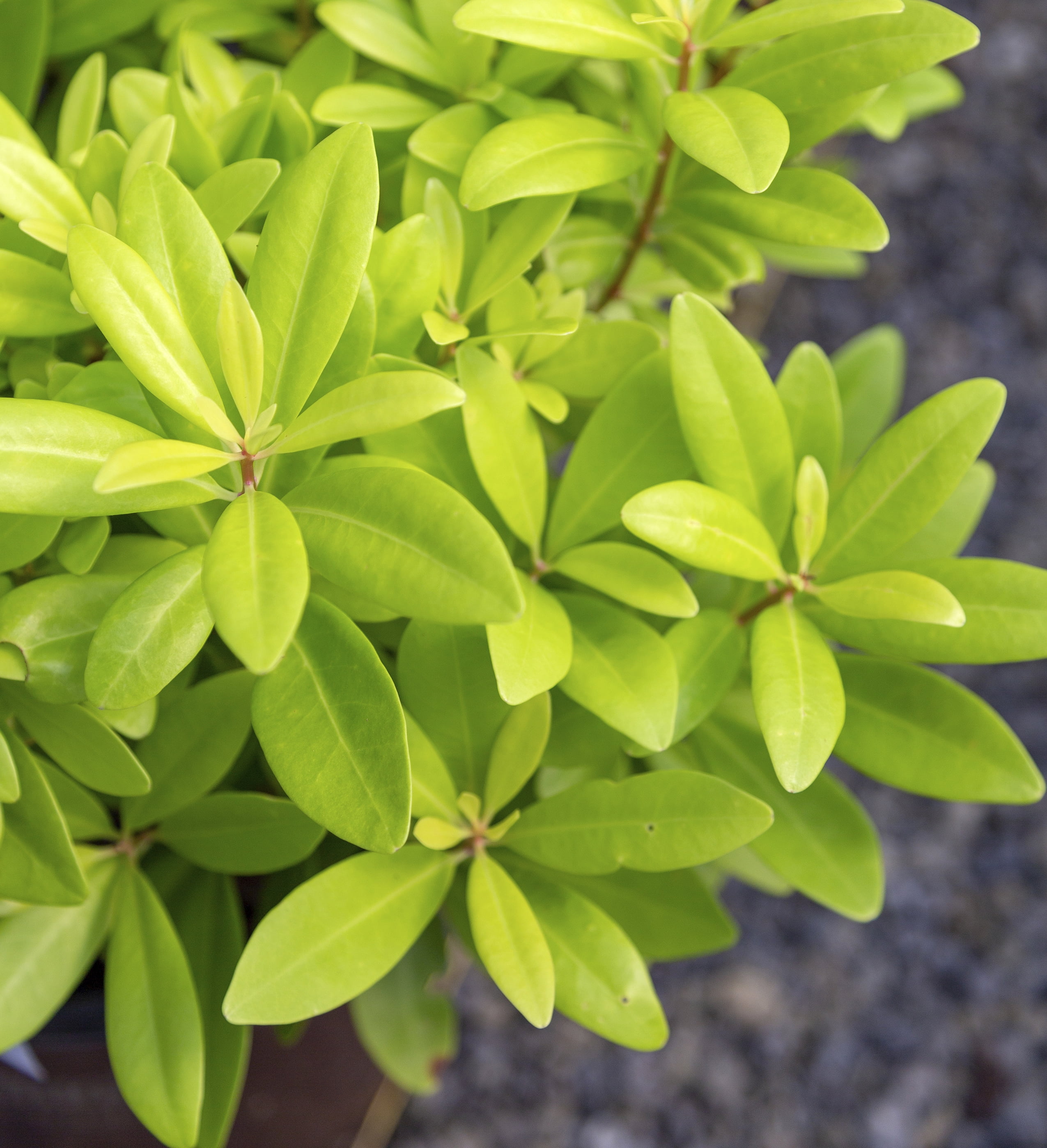 Southern Living Florida Sunshine Illicium 'Anise' Live Shrub in 2-Gallon Grower Pot