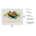 thumbnail image 2 of Humuhumunukunukuapua’a (Balistapus Rectangulus) - Hawaiian Reef Triggerfish - from Fishes of Hawaii - Vintage Hawaiian Color Postcard c.1905 - Japanese Unryu Rice Paper Art Print (Unframed) 12 x 16 in, 2 of 4