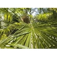 thumbnail image 5 of Windmill Palm - 5 Live Plants in 4 Inch Pots - Trachycarpus Fortunei - Hardy Palm from Florida, 5 of 5