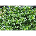 thumbnail image 4 of Set of 2 Lemon Thyme Live Plants 4-6 Inch Tall, Fragrant Culinary Herb for Indoor Herb Gardens, Patio Pots & Outdoor Planting, 4 of 6