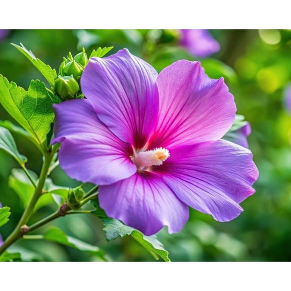 Purple Hibiscus Plant to Grow Easy to Grow Rooted Seedling Plants Stunning Blooming Bush One Seedling