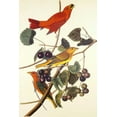 thumbnail image 2 of Audubon, John James 11x14 Gold Ornate Wood Framed with Double Matting Museum Art Print Titled - Summer Red Bird, 2 of 4