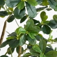 thumbnail image 6 of Nearly Natural Potted Black Olive Artificial Tree - 6' - Green, 6 of 8