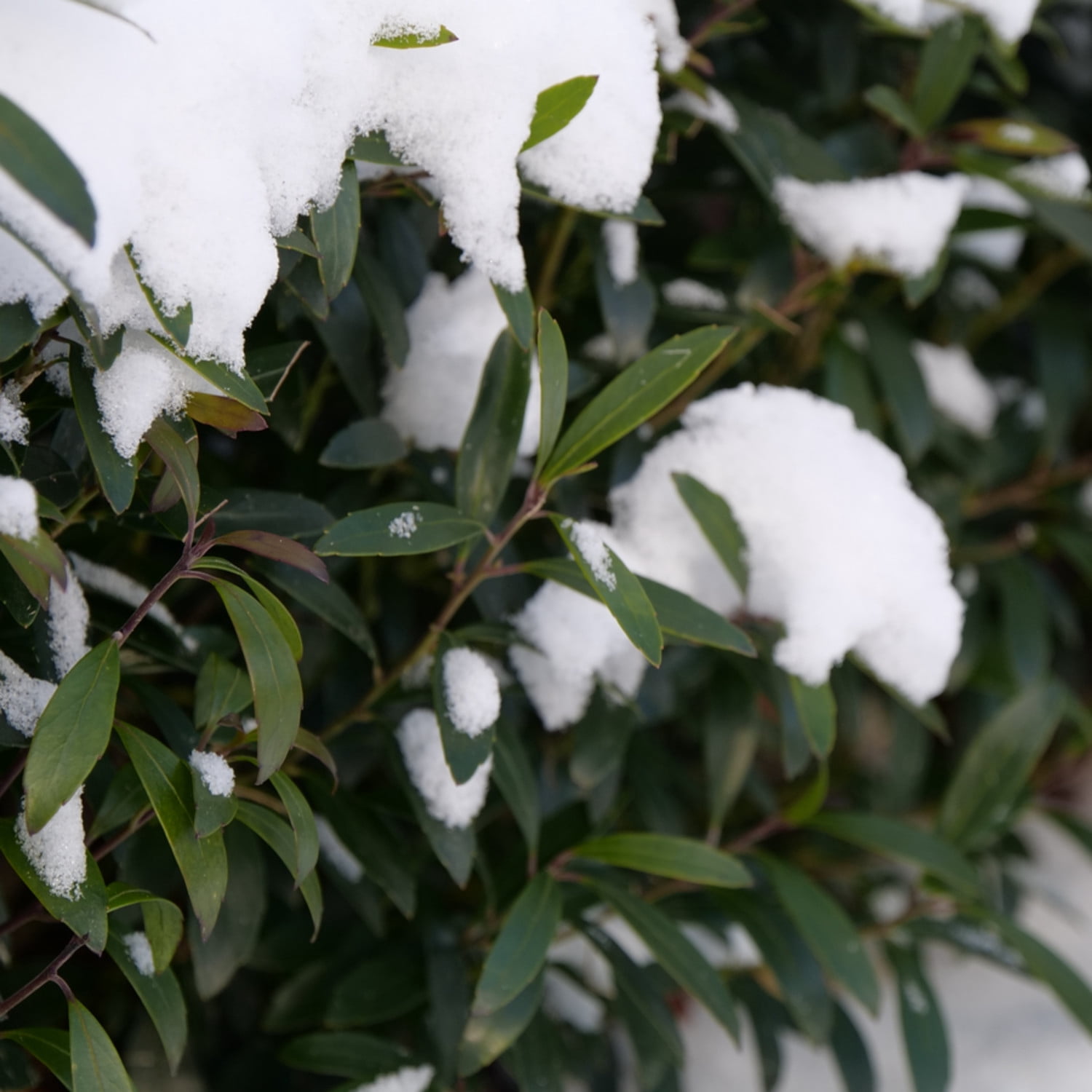 Proven Winners ColorChoice 5" Gem Box Inkberry holly Live Plant in 4.5" Pot (4 Count)