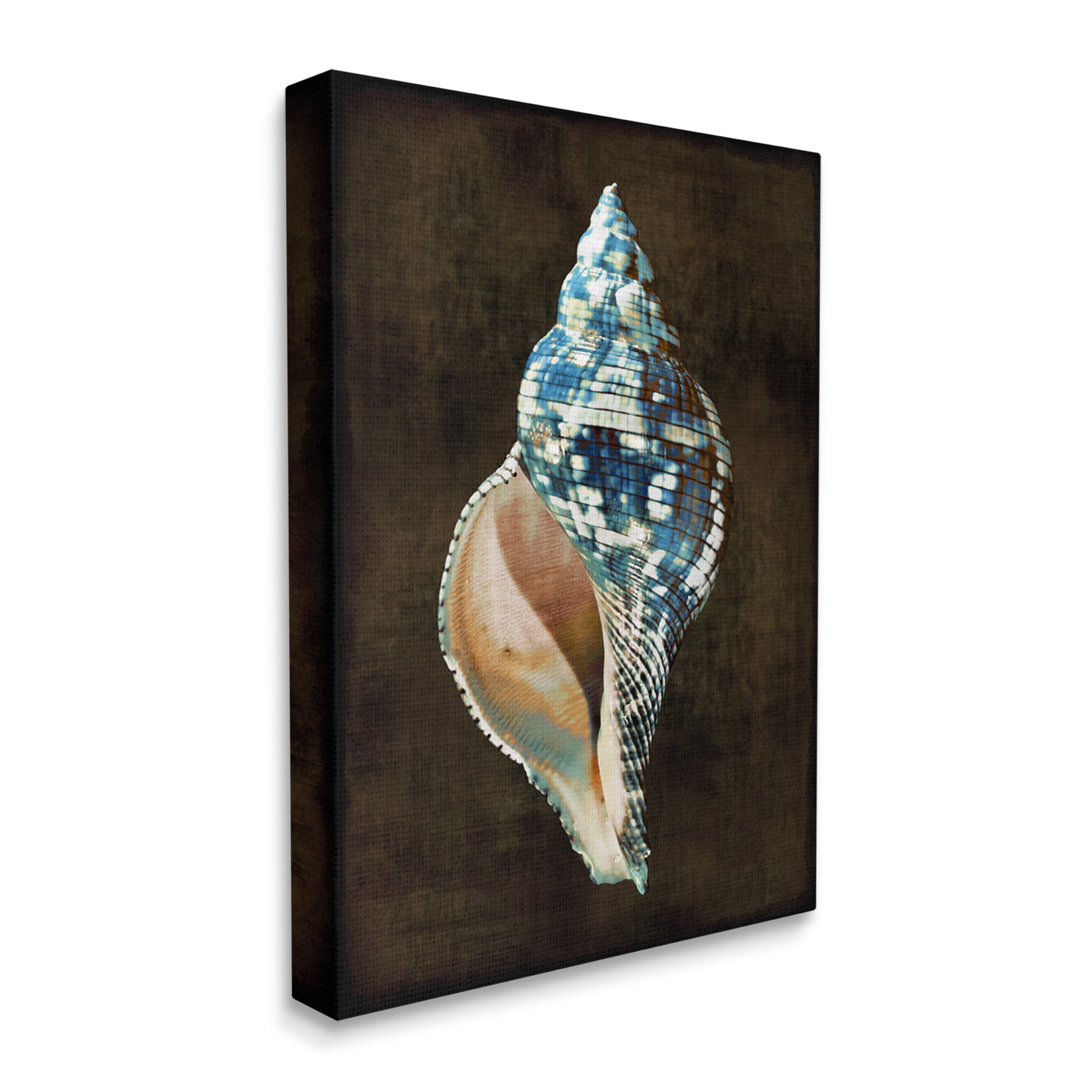 Stupell Industries Modern Conch Shell Nature Painting Gallery Wrapped Canvas Print Wall Art, 36 x 48