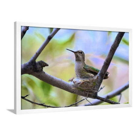 A Ruby-Throated Hummingbird, One of the Most Common of the Hummers Framed Print Wall Art By Richard Wright