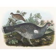 thumbnail image 3 of Daniel Giraud Elliot 24x19 Black Modern Framed Museum Art Print Titled - Dusky Grouse (1865), 3 of 5