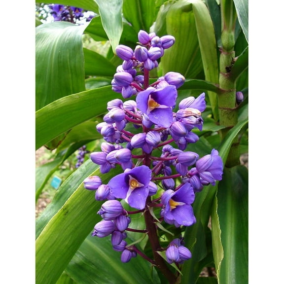 QUIETTCEX 2"-4" Long Blue Hawaiian Ginger Plant Root Live Plants, Shade, Perennial