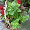 thumbnail image 5 of Bonnie Plants Sweet Mint 2.32 qt., 5 of 10