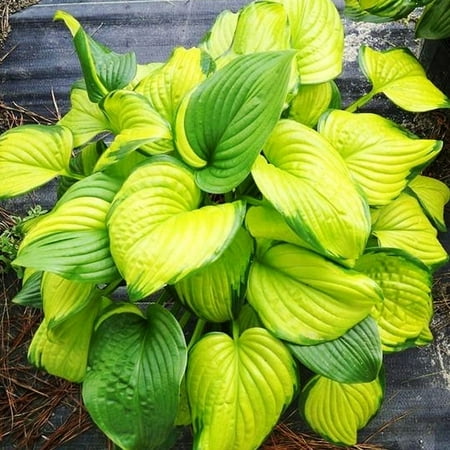 Stained Glass Hosta Flower Bulbs - Attracts Butterflies and Hummingbirds - Grows Well In Containers - Naturalizing - Perennializing