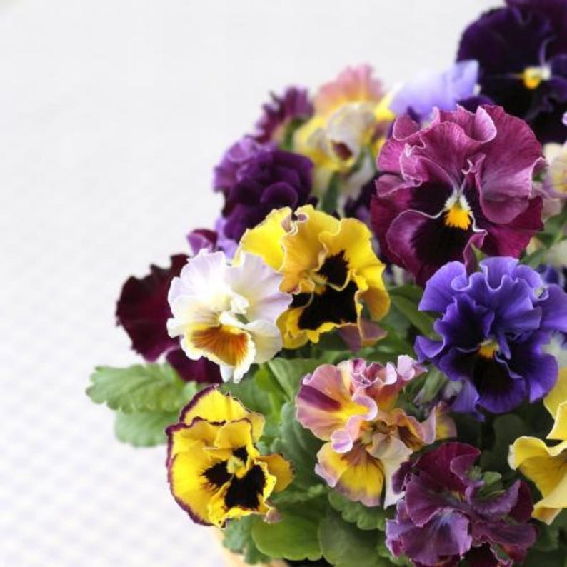 25 Seeds Frizzle Sizzle Mix Pansy Viola Cold Self-Pollinating Draft Planting Guide