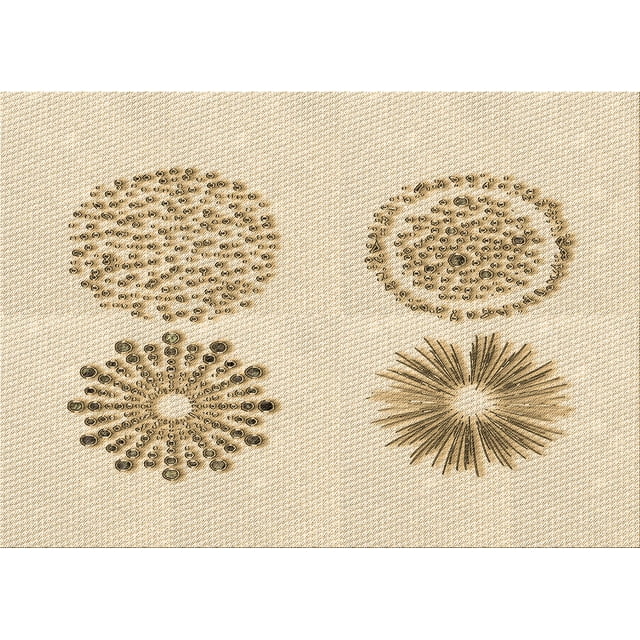 Ahgly Company Tapis d'Intérieur Lavables en Machine, Rectangle Transitionnel Peru Brun, 7' x 9'