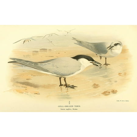 Archibald Thorburn Stretched Canvas Art - Birds of the British Islands 1885 Gull-billed Tern - Large 24 x 36 inch Wall Art Decor Size. Archibald Thorburn Stretched Canvas Art - Birds of the British Islands 1885 Gull-billed Tern - Large 24 x 36 inch Wall Art Decor Size.