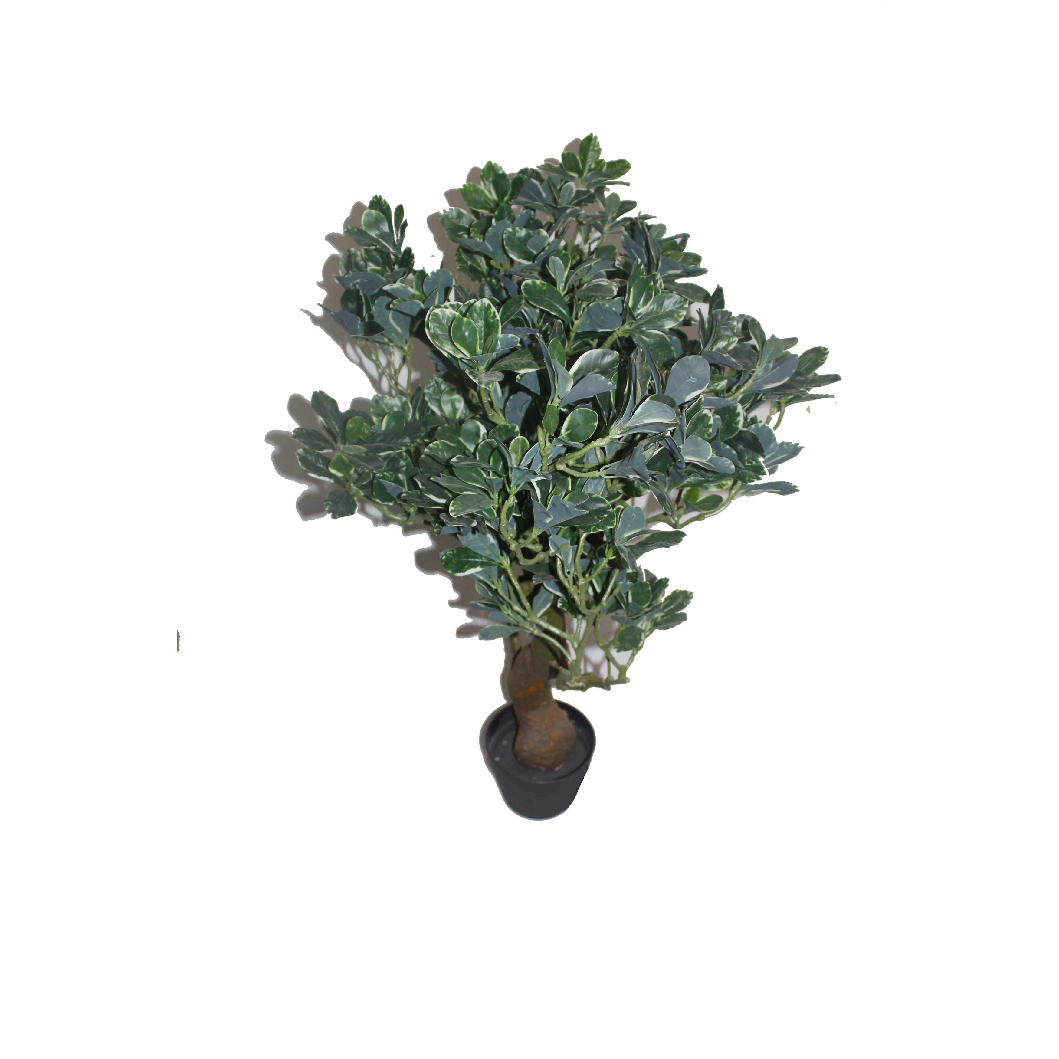 fortune tree