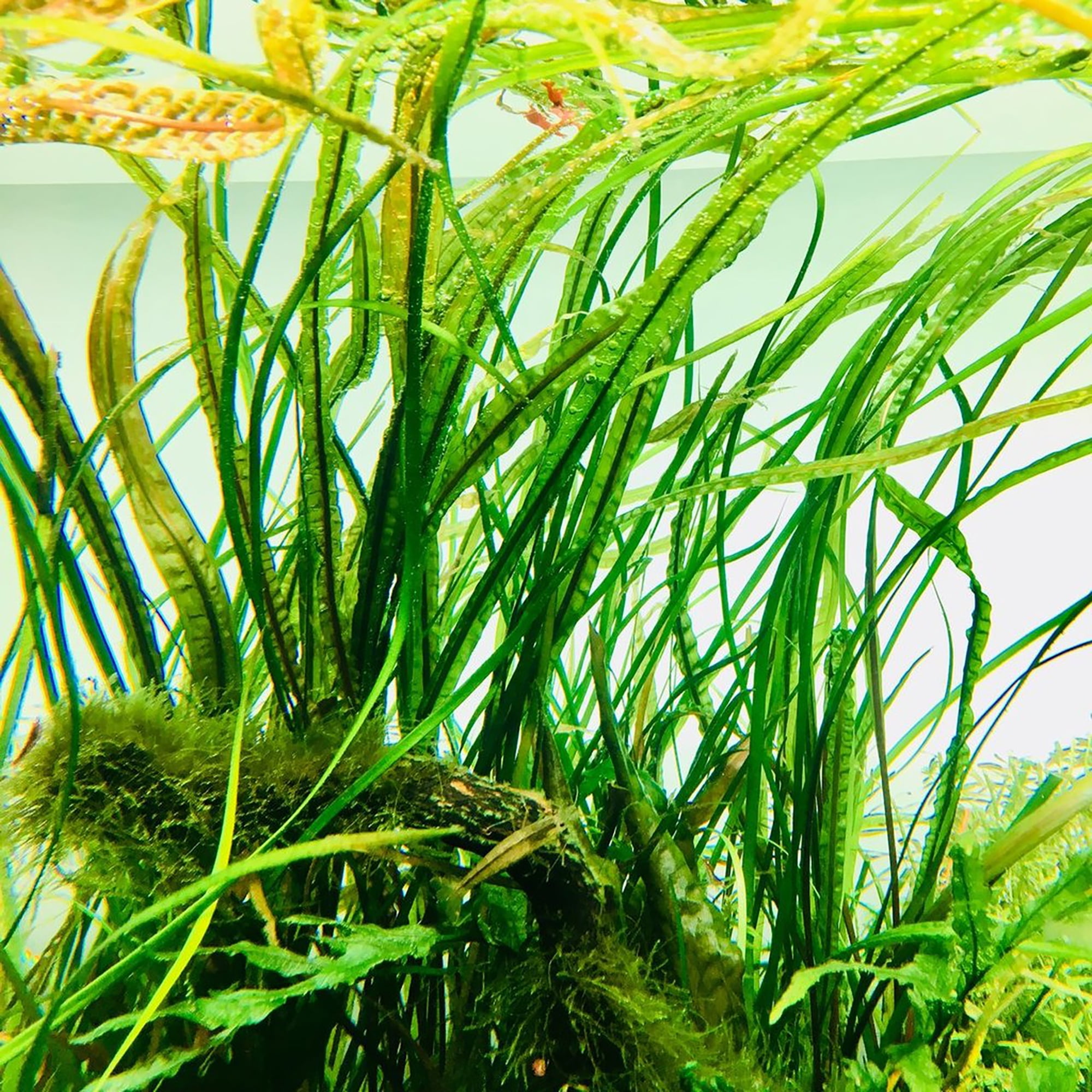 Cryptocoryne Crypt Balansae Small Live Aquarium Plants ...