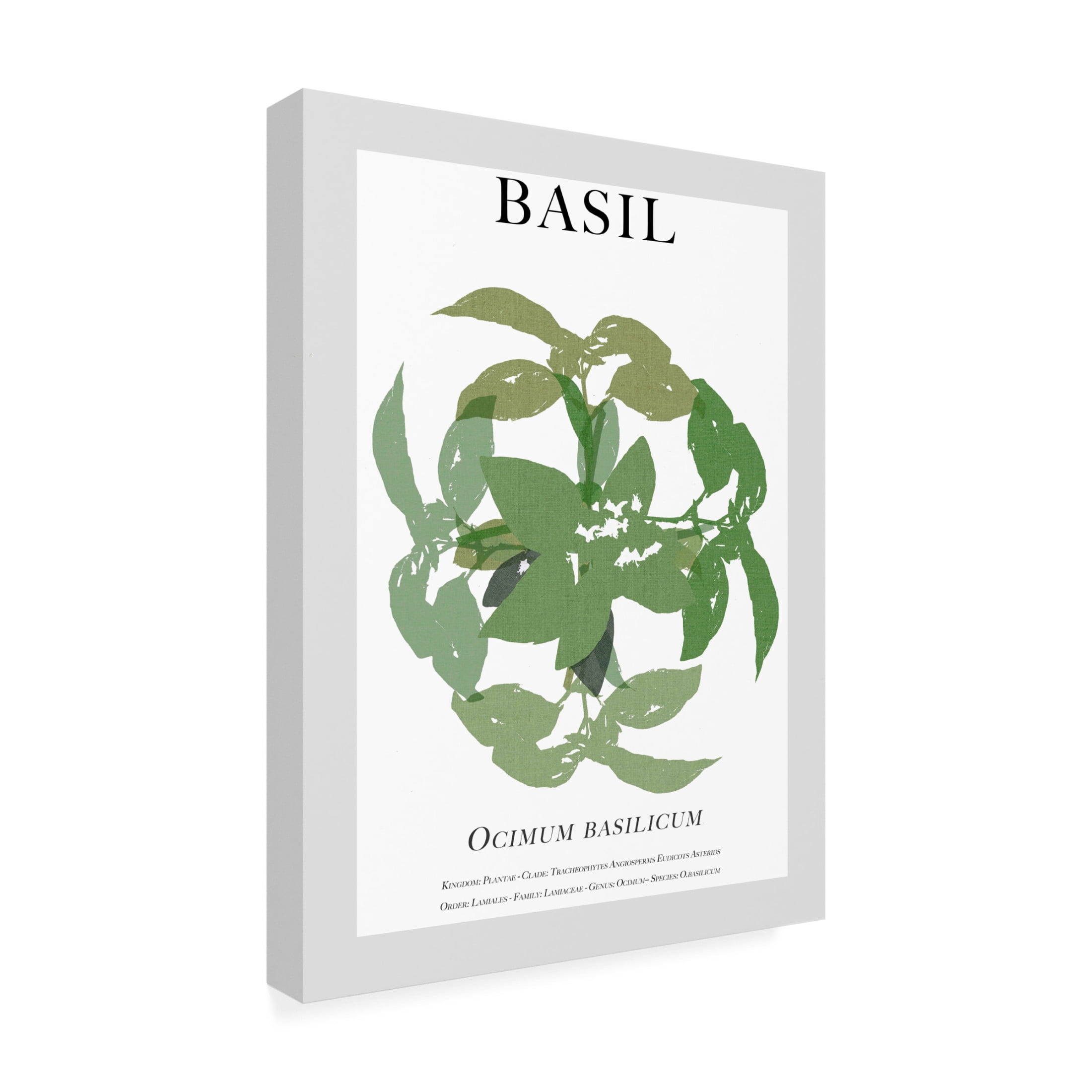 Trademark Fine Art Cartissi Basil Canvas Wall Art
