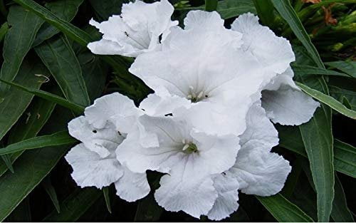 Dwarf Mexican Petunia White  Katie's Dwarf Ruellia Brittoniana  3 Live Plants  Drought Tolerant Blooming Butterfly Bush
