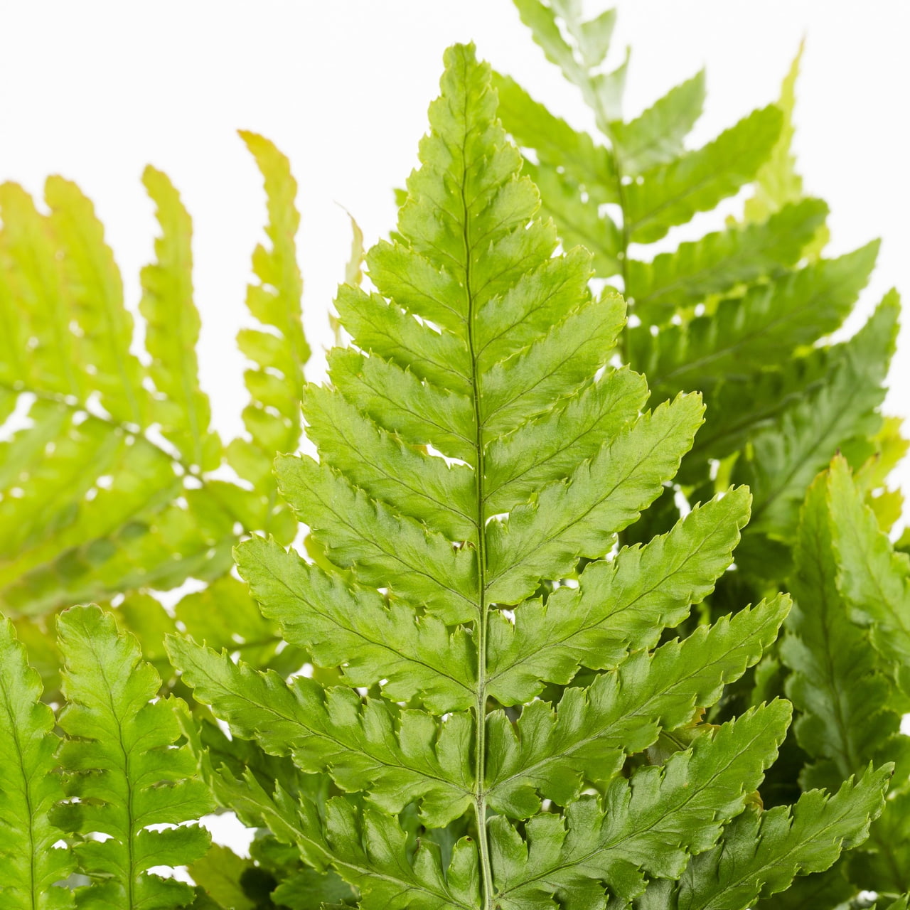 Expert Gardener 2.5QT Fern Live Perennial Plant Sun 3-Pack